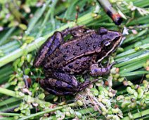butsnudede froe IMG_9550
